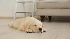 Warum sich Hunde vor dem Schlafen im Kreis drehen: Gründe für dieses lustige Ritual