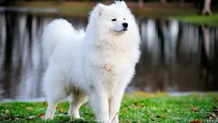 Acht der seltensten und teuersten Hunderassen der Welt: Eigenschaften und interessante Fakten